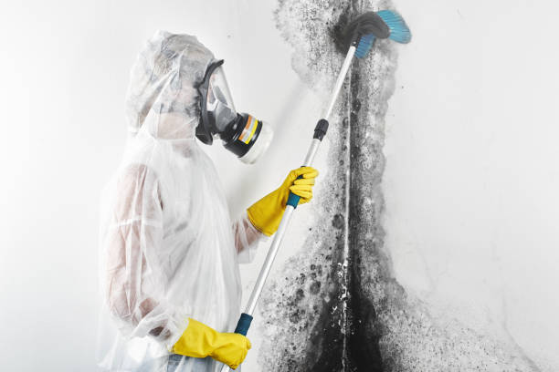Best Crawl Space Mold Remediation  in Yorktown, IN