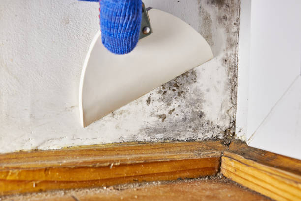 Best Mold Damage Restoration  in Yorktown, IN