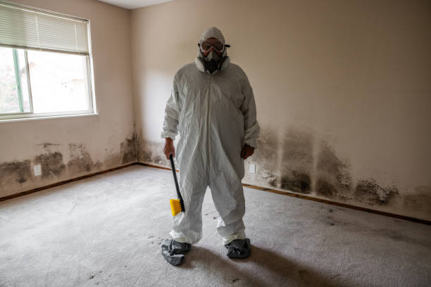 Best Black Mold Removal  in Yorktown, IN